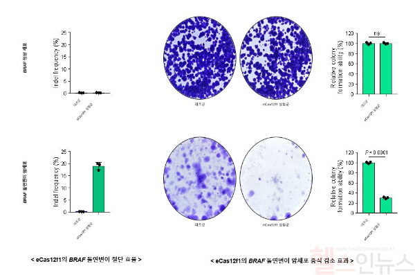eCas12f1의 암 특이적 돌연변이 유전자 절단 활성 및 암세포 증식 감소 효과 (고대의대제공)