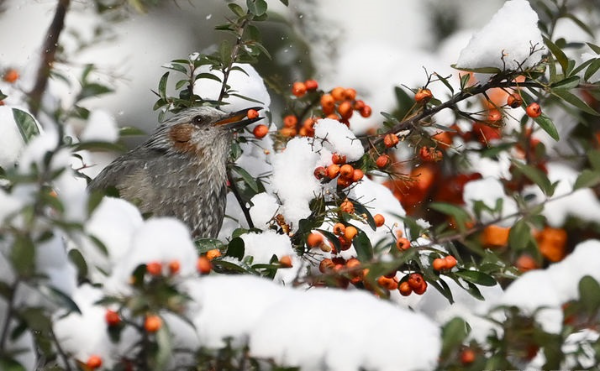 광주지역에 밤사이 많은 눈이 내린 21일 오전 광주 북구 운암동 한 가로수에서 직박구리가 나무열매를 따먹고 있다.