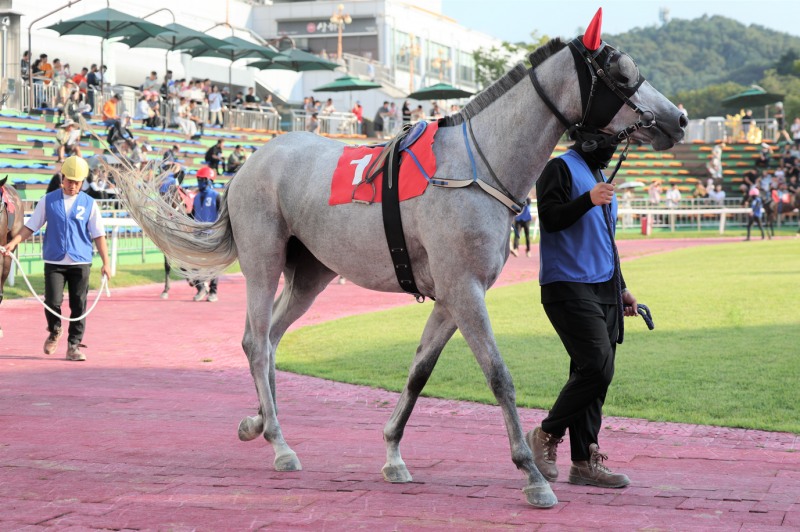 한파 속 뜨거운 질주, 렛츠런파크 2월의 첫 1등급 경주 우승후보는?