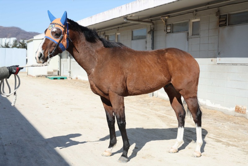 한파 속 뜨거운 질주, 렛츠런파크 2월의 첫 1등급 경주 우승후보는?