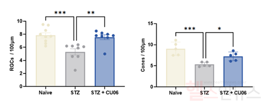 (좌)신경절 세포 (우)원추 세포에서의 투약 결과 (큐라클 제공)