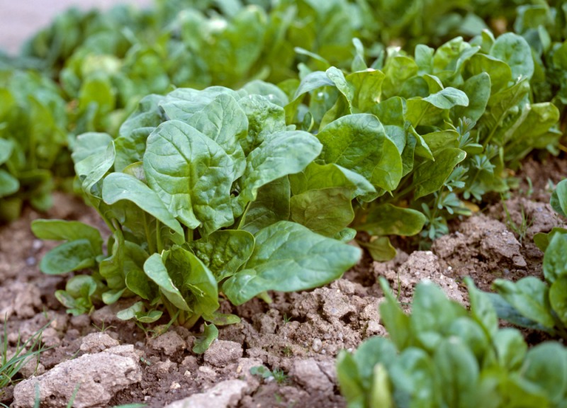 겨울철 영양 꽉 차오르는 시금치는 건강을 챙기기에 제격이다. 다양한 건강 이점을 지닌 시금치로 겨울철 면역력 챙겨보자. (클립아트코리아 제공)