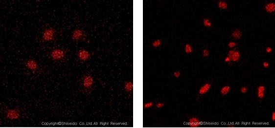 시세이도, 카멜리아 씨앗 발효 추출물의 피부 노화 개선 효과 발견