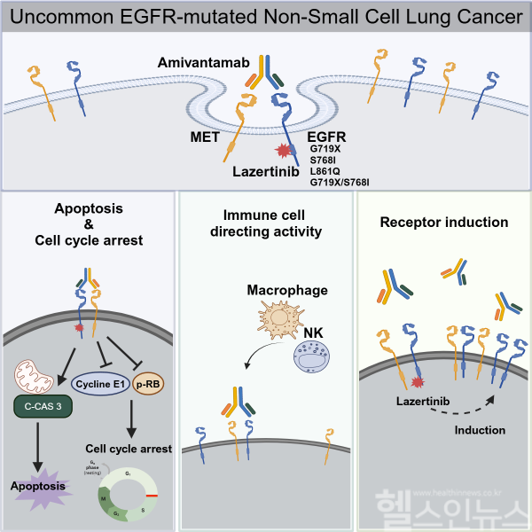 병용 요법의 작용 원리, 병용 요법은 암세포 성장을 G1기에서 정지시켰으며, 항체 의존성 세포 독성(ADCC) 효과를 통해 세포 자멸사를 촉진했다. 또한 레이저티닙의 타겟 수용체 발현을 증가시켜 아미반타밥의 효능을 증대시켰다. (세브란스 제공)