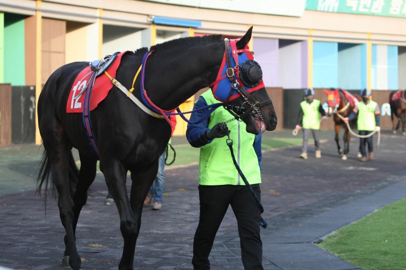 22년 12월 4일 브리더스컵(G2) 출전마 나올스나이퍼