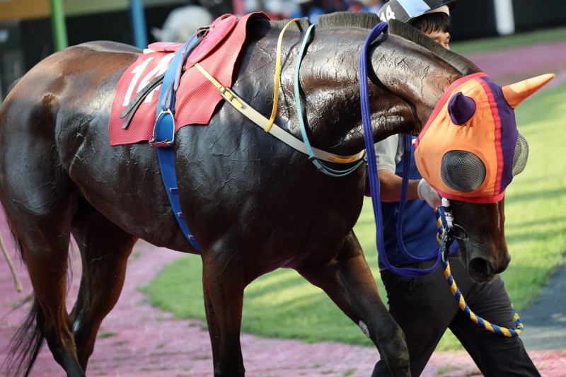 24년 9월 7일 제주특별도지사배(G3) 출전마 크라운함성