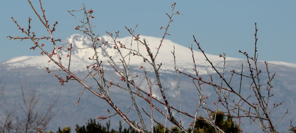 지난 12일 오후 제주 서귀포시 서홍동 칠십리시공원의 매화 나무에 꽃망울이 맺혀 서서히 다가오는 봄기운을 느끼게 해준다.