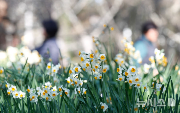 맑은 날씨를 보인 14일 오전 제주시 한림공원에 봄꽃인 수선화가 활짝 피어나 시선을 사로 잡고 있다.