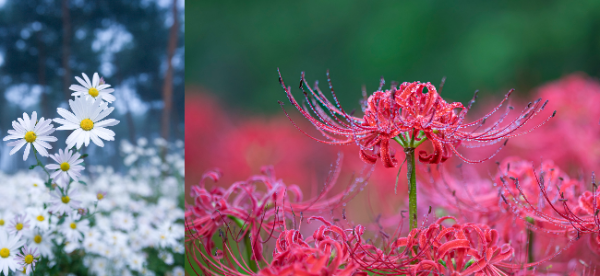 흰색 꽃-구절초 / 분홍색 꽃-꽃무릇(인천부평구청 제공)