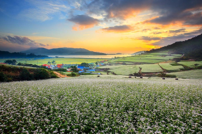 회진면 선학동 마을. ⓒ 장흥군