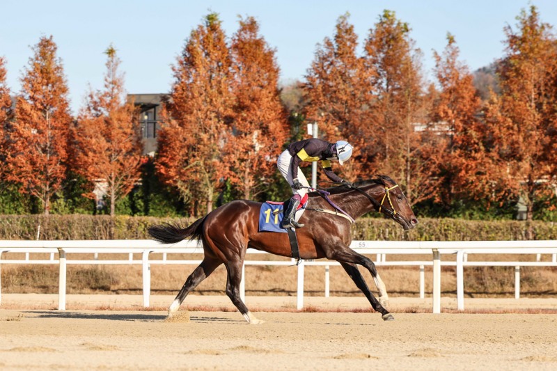 24년 11월 17일 과천시장배 우승마 원평스톰