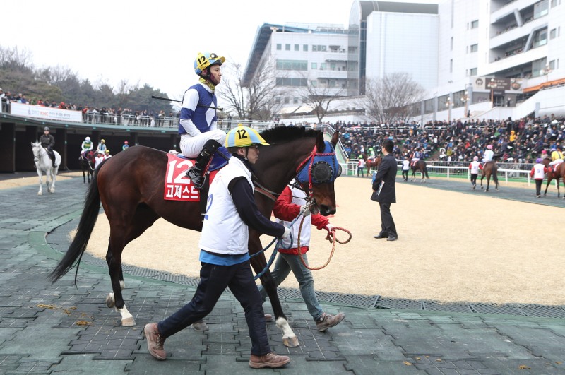 17년3월12일 서울마주협회장배 출전마 고져스드림_현역시절