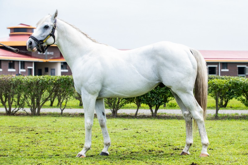 제주목장 씨수말 한센