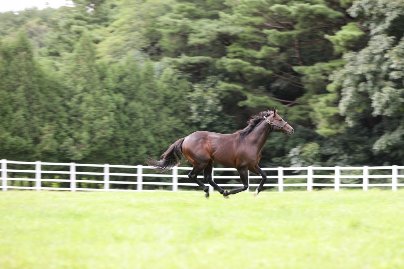 장수목장 씨수말 언캡처드