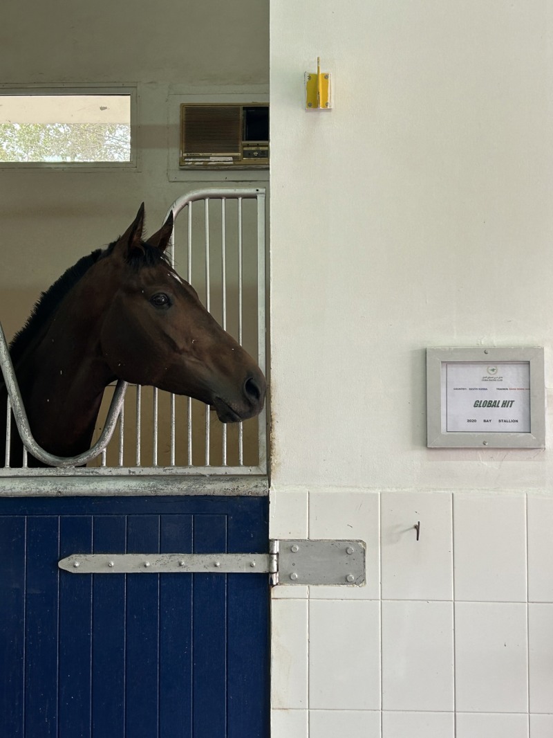 두바이 메이단 경마장 마방에서 대기중인 글로벌히트