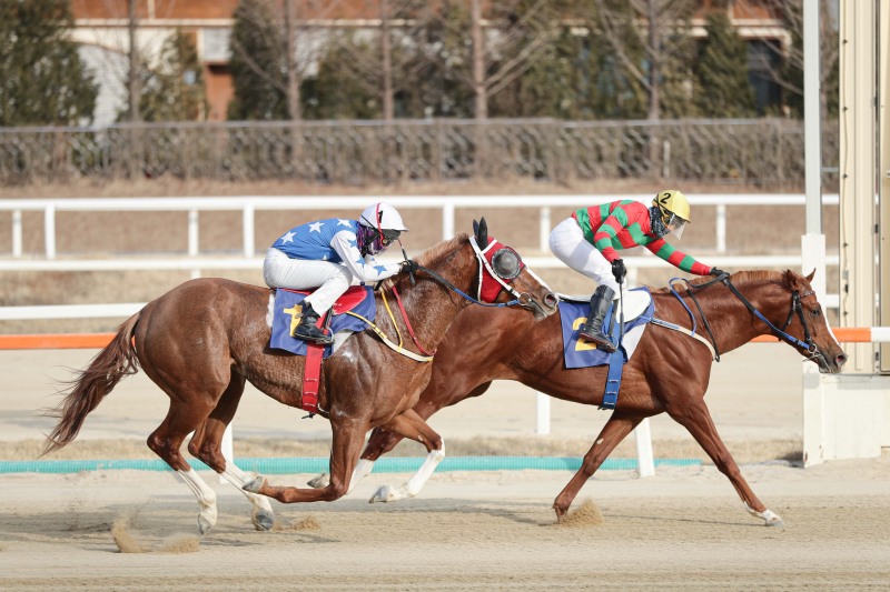 2위마 롱런불패(좌)와 우승마 찬페이머스(우)