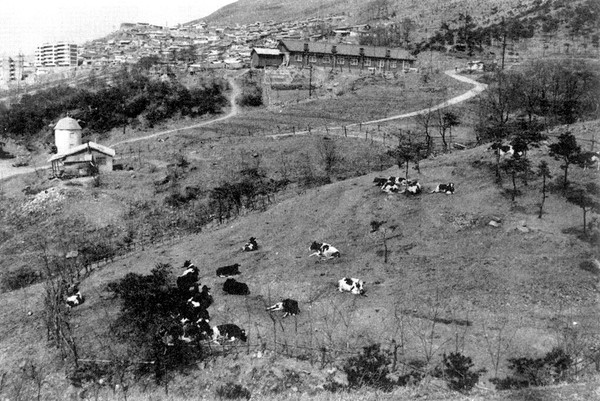 헤퍼프로젝트 일환으로 젖소를 기증받았던 과거 연세유업 모습