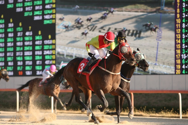 어마어마(23년11월12일 국제신문배)