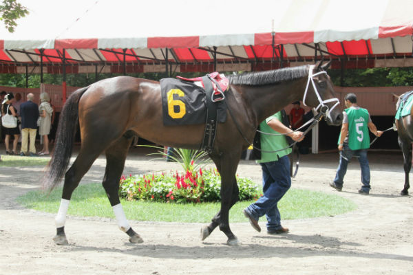 케이닉스(K-Nicks) 우수 씨수말‘제이에스초이스’가 다시 돌아왔다!