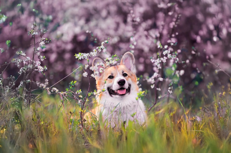 ▲키녹 피크닉 패키지 이미지