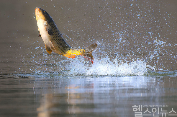 강에서 잡히는 자연산 민물고기를 날로 먹으면 간흡충과 같은 식품매개 기생충에 감염될 위험이 커질 수 있어 주의가 요구된다. (클립아트코리아)