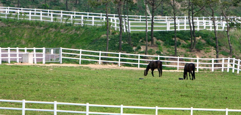 장수목장 초지에서 방목 중인 말
