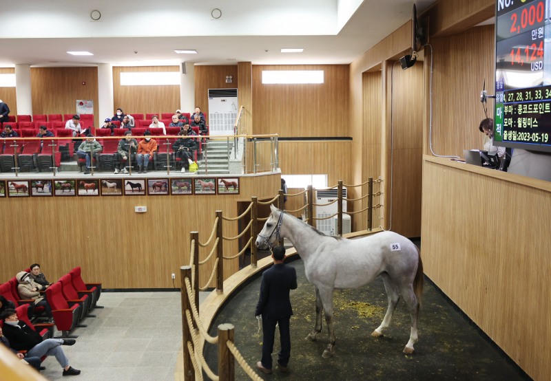 3월 18일 제주 경주마 경매 현장