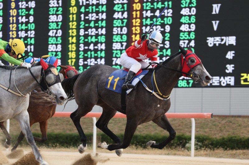 24년 11월 24일 브리더스컵 퀸(L) 우승마 플라잉스타(11번)