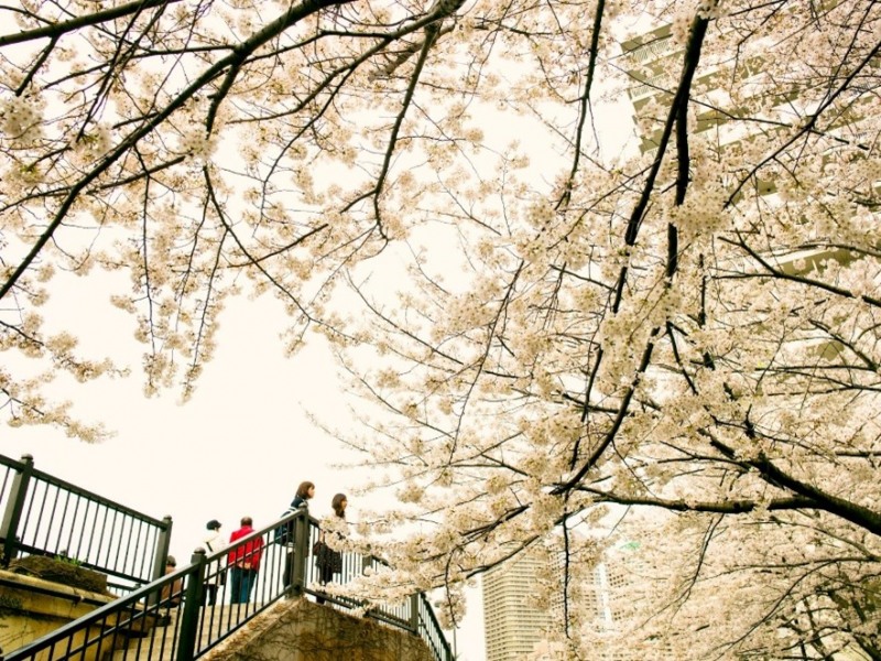 에어비앤비, 벚꽃 시즌 맞이 꽃캉스 숙소 6곳 소개