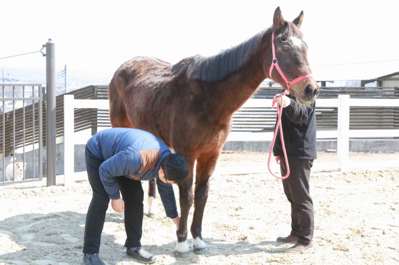 임시보호소에서 마사회 장수목장으로 이동하는 유니콘