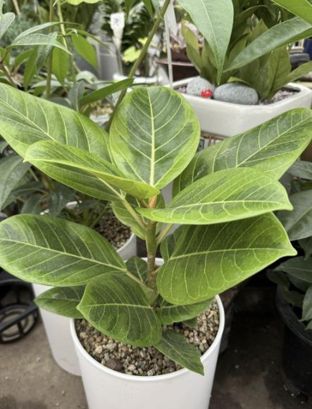 충주시가 정신질환 퇴원 환자들의 치료와 재활을 돕기 위한 새로운 접근법으로 '반려식물 지원 사업'을 시작했다. (충주시 제공)