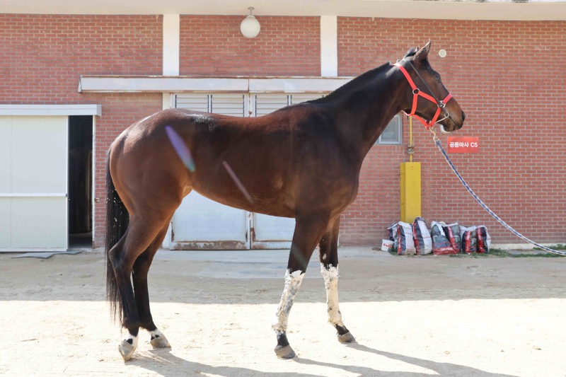 왕관의 주인공을 찾아라, 30일 제6회 루나스테이크스 개최
