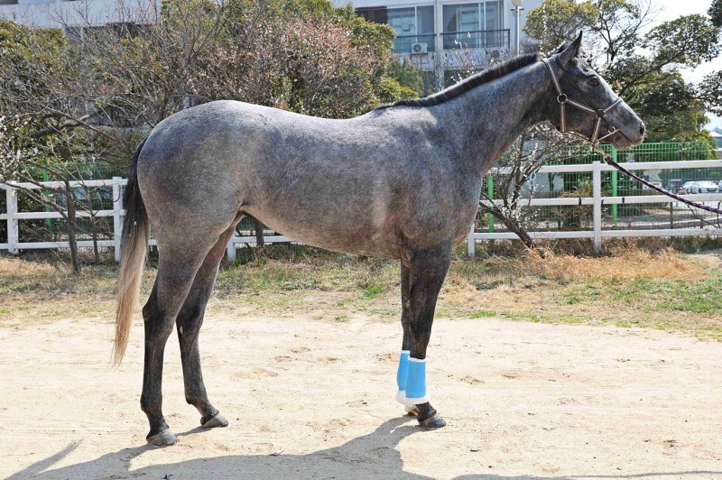 왕관의 주인공을 찾아라, 30일 제6회 루나스테이크스 개최