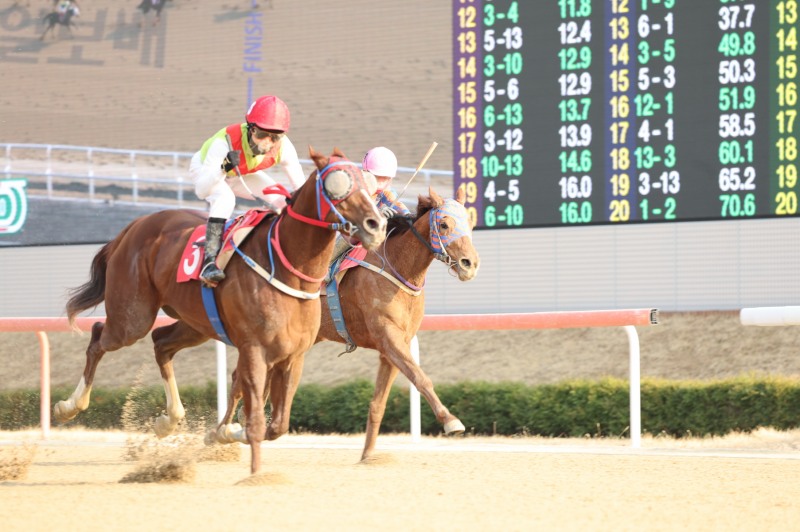 25년 3월 9일 부산일보배 우승마 빈체로카발로(3번, 빨간색 모자)