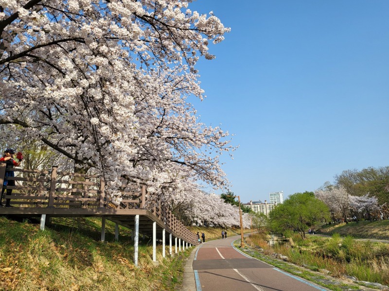 성남시, 벚꽃길 명소 9경 봄나들이 제격