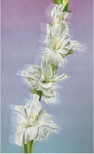 이상학, <흔들리지만 선명한 2>, 2024. 캔버스에 유채 (Oil on canvas), 116.8 × 72.7