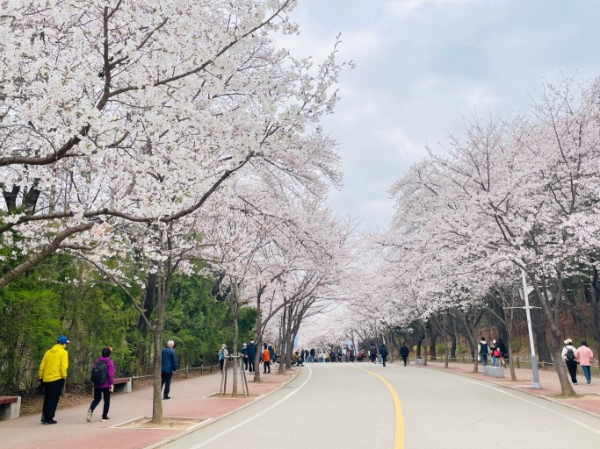 인천대공원 벚꽃 핀 산책로 모습