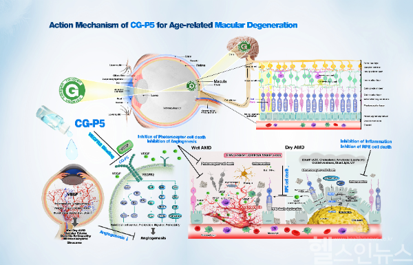 CG-P5_Mode of Action (케어젠 제공)
