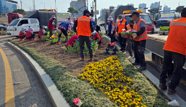 봄맞이 주요 도로변 교통섬 꽃식재. ⓒ 나주시