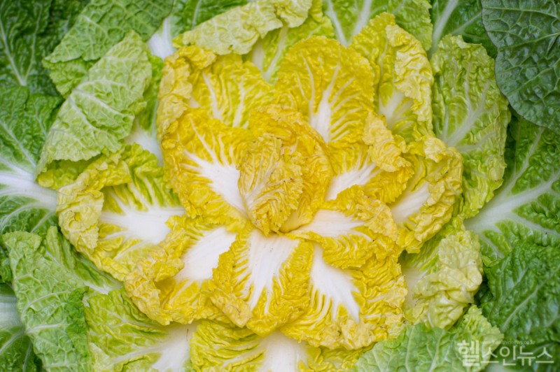 봄동은 겨울 추위를 이겨내고 자라 더욱 달고 고소한 맛을 지닌 채소다. (클립아트코리아)