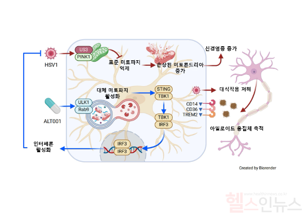 신규 미토파지 촉진물질인 ALT001의 효과 (고려대의료원 제공)