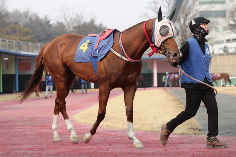빈체로카발로_25년2월16일 세계일보배