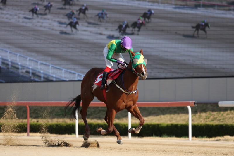 25년4월6일 제21회 KRA컵마일(G2) 우승마 오아시스블루와 진겸 기수