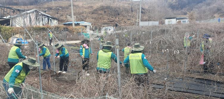 경북교육청, 영양 산불 피해 농가 일손 돕기에‘구슬땀’