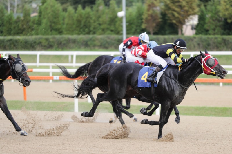 23년9월17일 일간스포츠배 우승한 너트플레이와 안토니오 기수