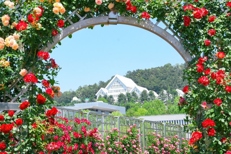 조선대, ‘2025 장미주간’ 운영… "장미와 함께 봄날의 낭만을"
