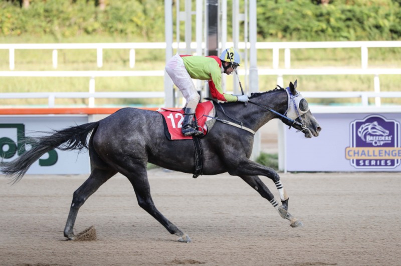 24년9월7일 제11회 제주특별자치도지사배 우승마 즐거운여정