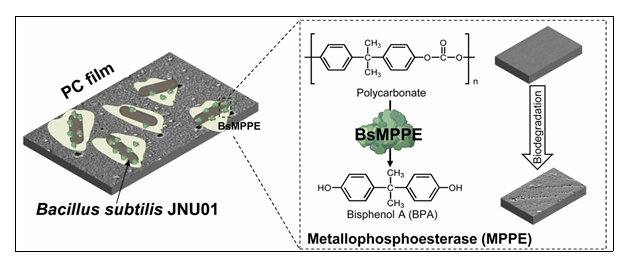 전남대 생명과학기술학부 염수진 교수 공동연구팀, 환경유래 미생물에서 플라스틱 분해 미생물·효소 규명