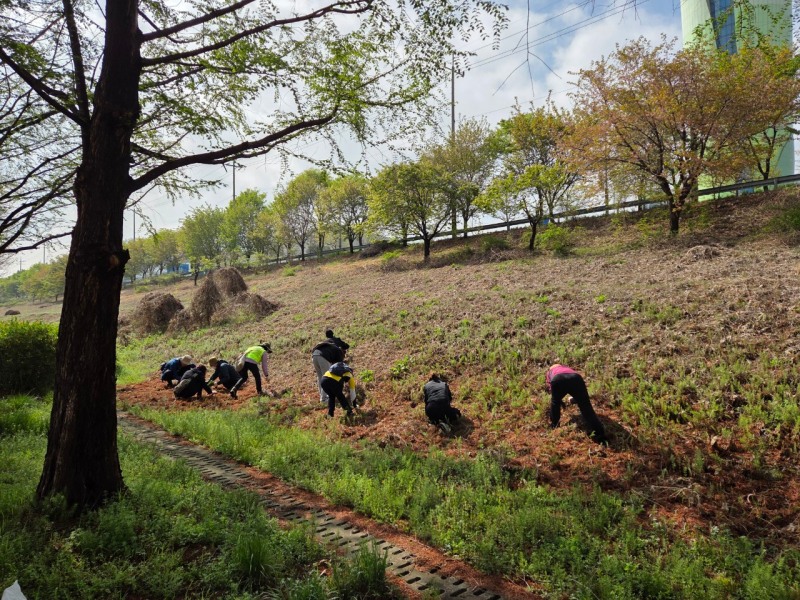 생태계교란 식물 제거 작업