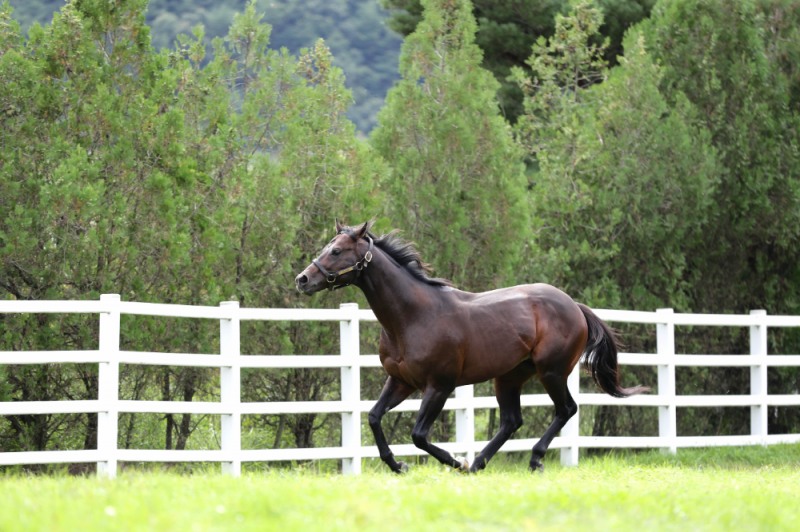목장에서 뛰노는 승용마